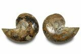 Jurassic Cut & Polished Nautilus (Cymatoceras) Fossil -Madagascar #283124-1